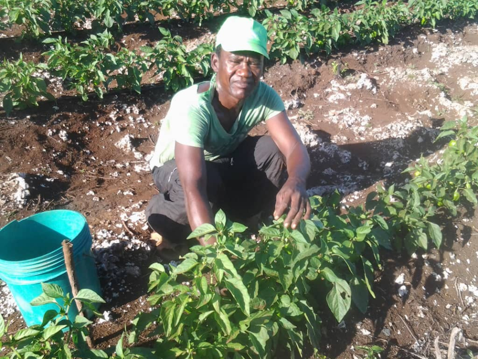 The farm is very successful in growing vegetables