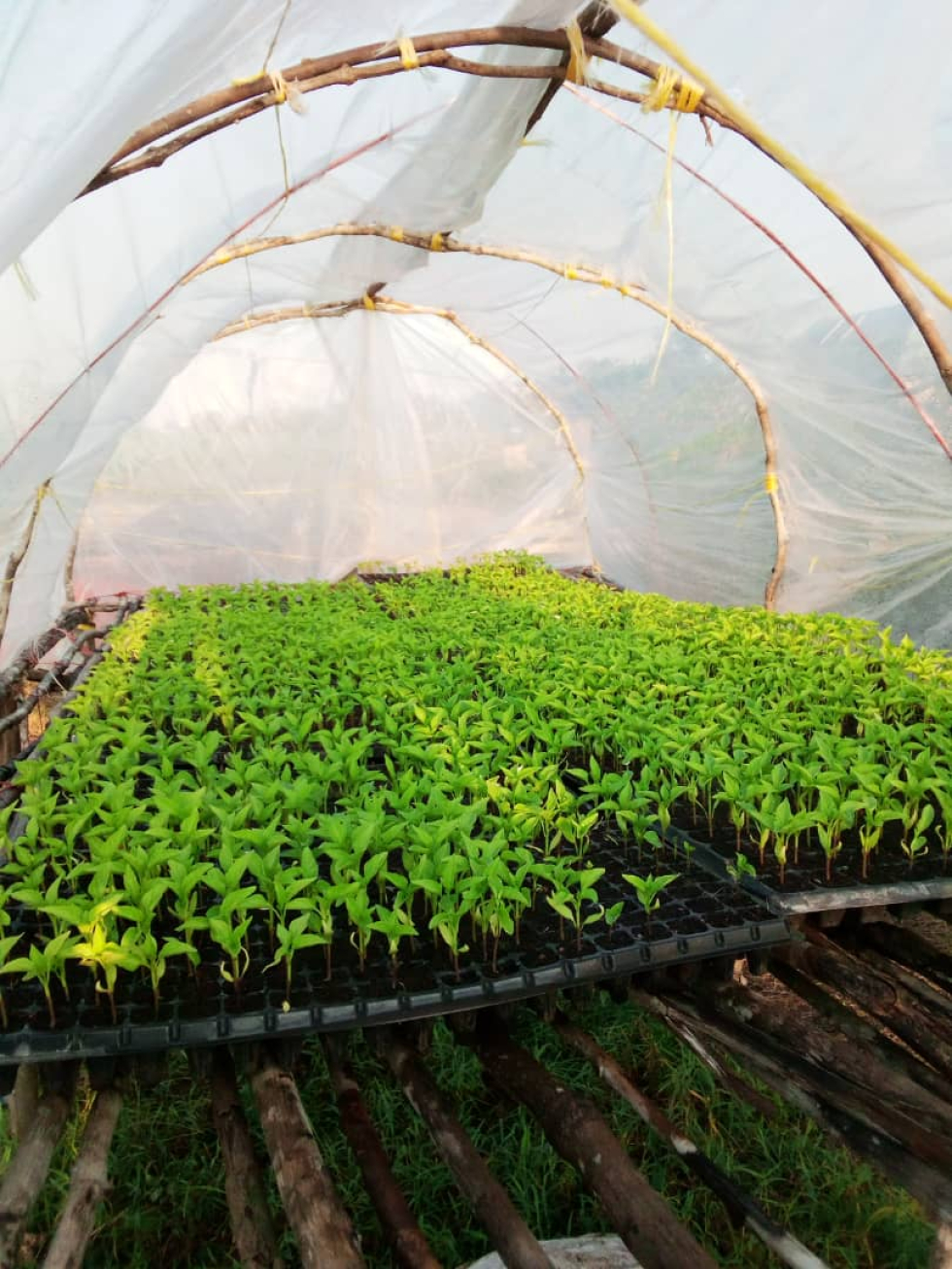 Vegetables grown by recovered youth in Hanyegwa Mchana ZYF owned farm