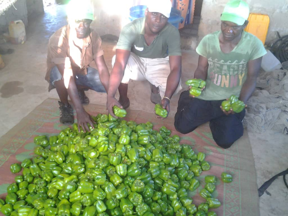 Harvested green pepper from farm in Hanyegwa Mchana