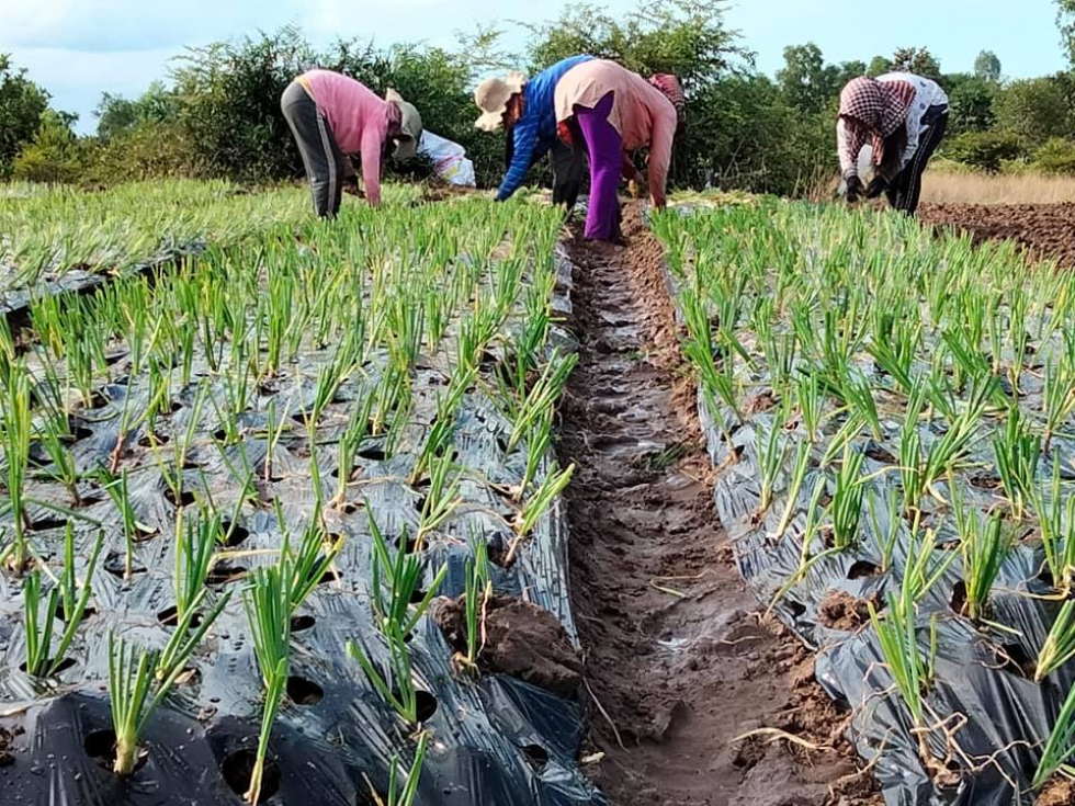 Growing our highly sought-after garlic plants