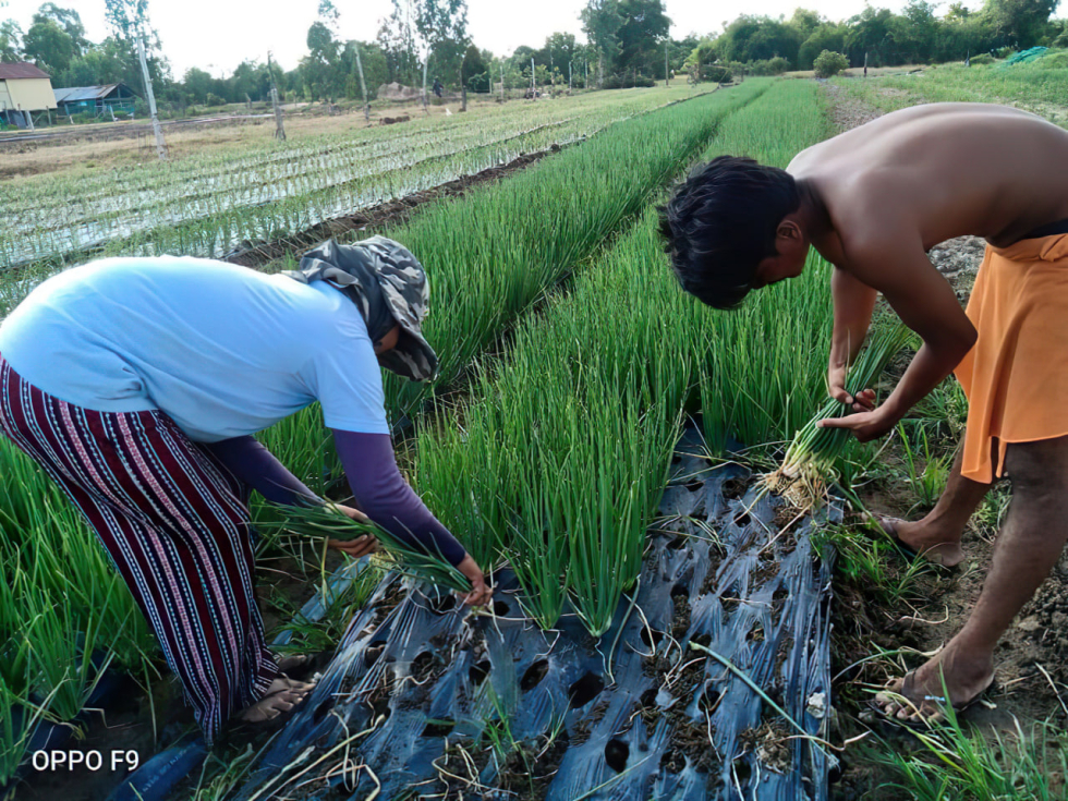 The cultivated area has significantly increased