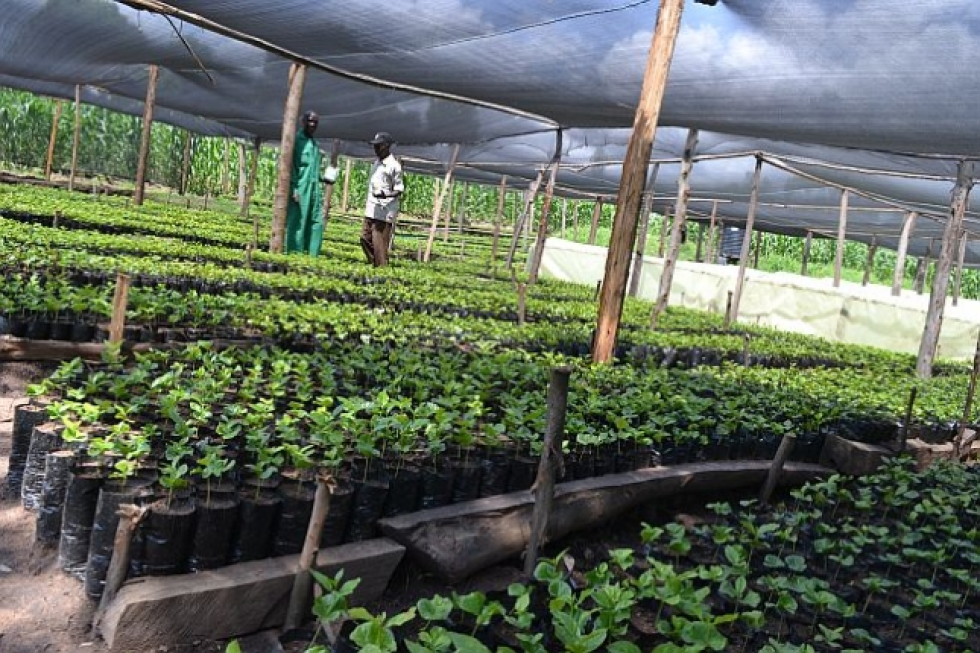 Growing disease resistant coffee seedlings in Nguzo's nursery