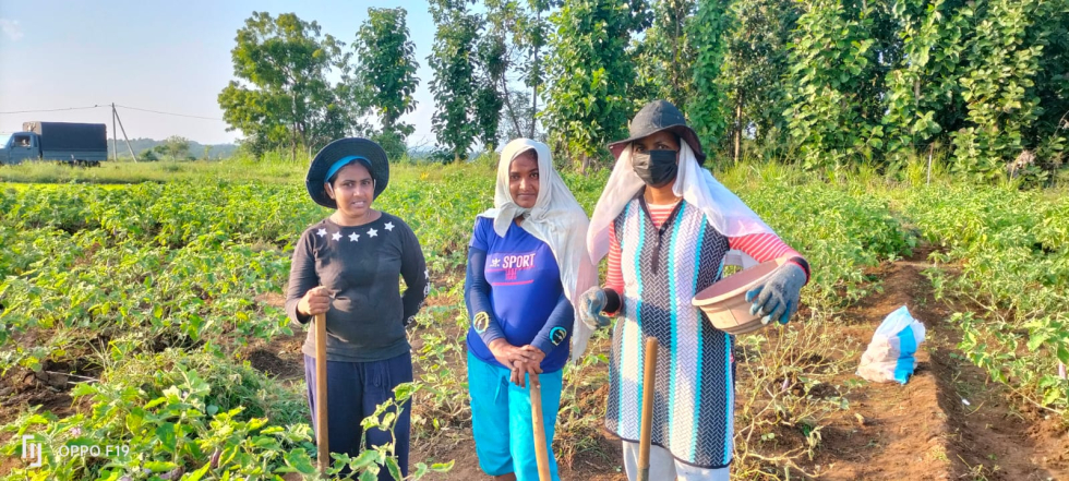 Start of the papaya project by the women society