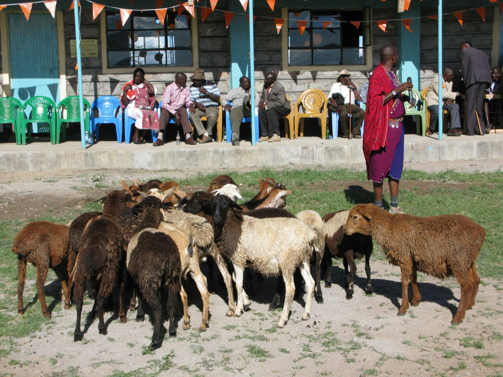 Cabras doadas pelos locais para o leilão