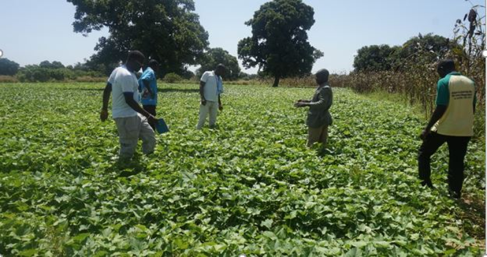 La cultivation de patate douce