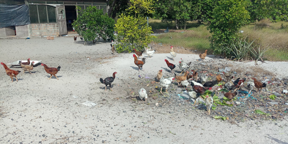 Chickens feeding on food remains