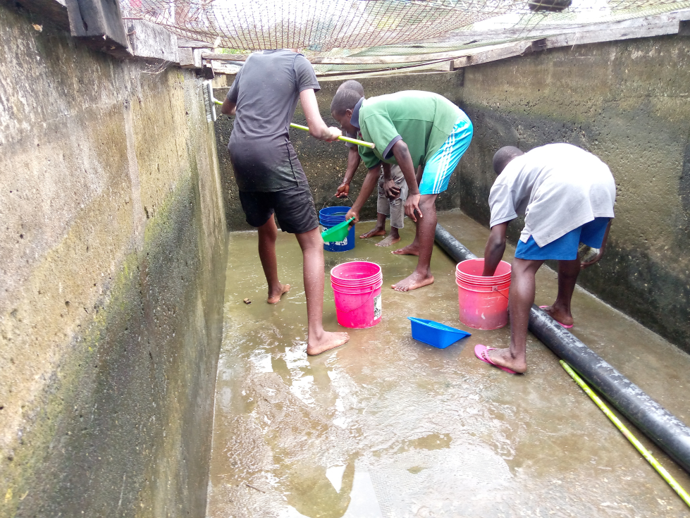 Cleaning of the catfish pond in progress